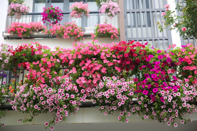 小角落的绚丽：矮牵牛花让阳台充满生机