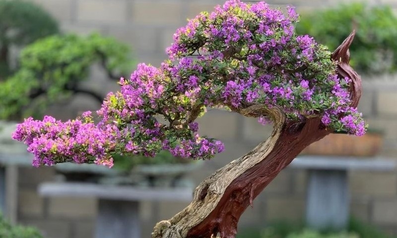 越南植物种植与保护局：到2025年，花卉和观赏植物全行业的生产总值力争达7-7.5万亿越盾